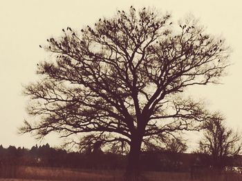 Tree against sky