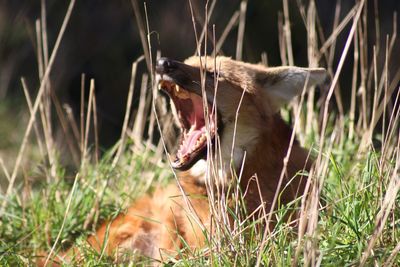 Close-up of cat yawning in grass