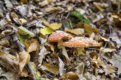 Close-up of mushroom growing on field