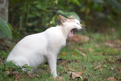 White cat looking away on field