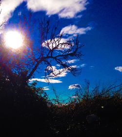 Low angle view of trees against blue sky