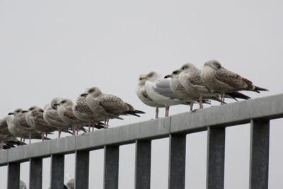 Seagulls perching on railing