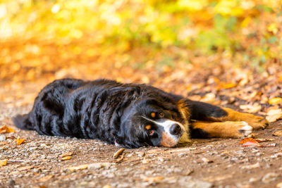 Portrait of black dog lying on land