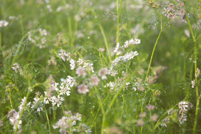 Close-up of flowering plants on field