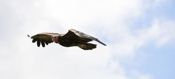 Low angle view of bird flying against sky