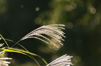 Close-up of plant