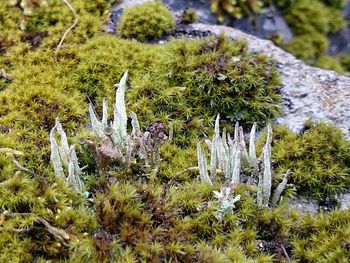 Plants growing by stream