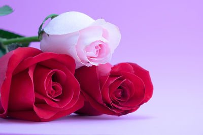 Close-up of pink rose against colored background