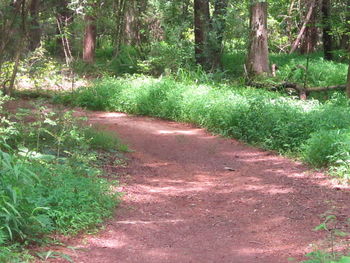 Dirt road amidst trees in forest