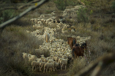 Horses and sheep grazing on field