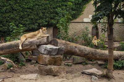 View of a cat against trees