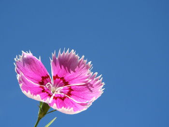 Close-up of pink flower against blue sky