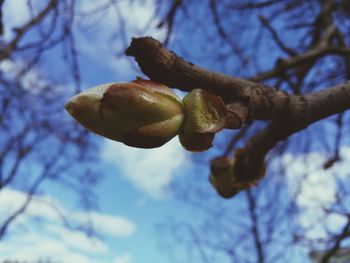 Low angle view of fruits on tree against sky