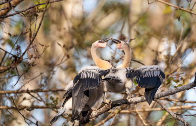 Two juvenile anhinga birds called anhinga anhinga and snakebird spar near the nest 