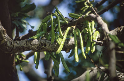 Close-up of lizard on branch