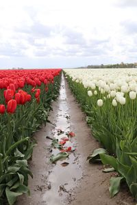 View of red flowers on field against sky