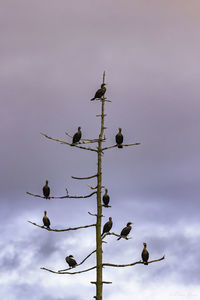 Birds perching on bare tree against sky