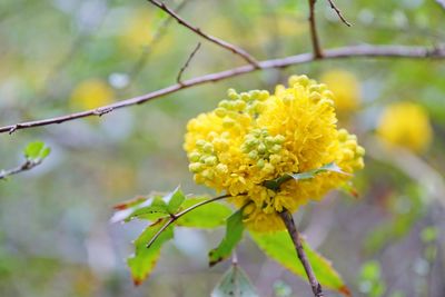 Close-up of yellow flowering plant