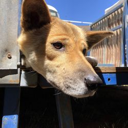 Close-up of a dog