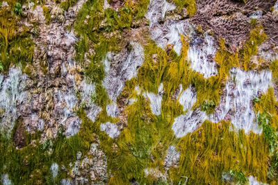Full frame shot of lichen on rock in water