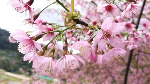 Close-up of pink flowers on tree