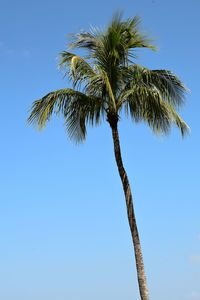 Low angle view of palm tree against clear blue sky