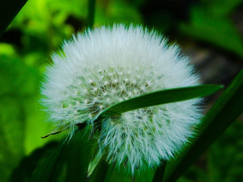 Close-up of dandelion flower