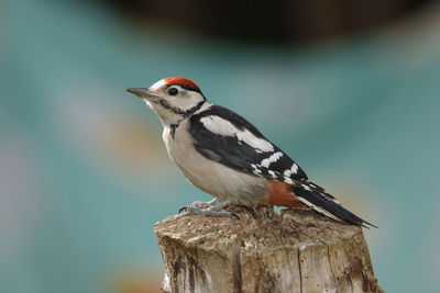 Close-up of bird perching on wooden post