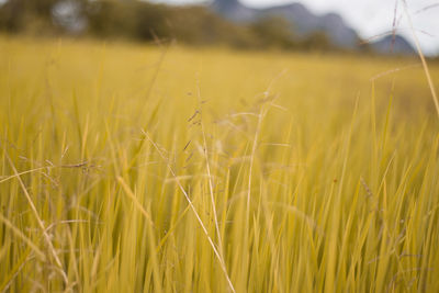 Close-up of stalks in field