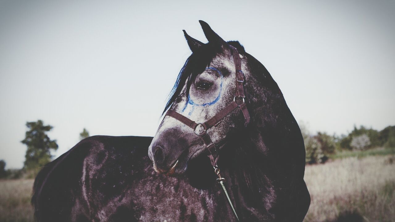 one animal, animal themes, clear sky, field, focus on foreground, close-up, day, outdoors, horse, copy space, sky, no people, nature, domestic animals, mammal, animal head, sunlight, working animal, abandoned, front view