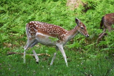 Deer on field