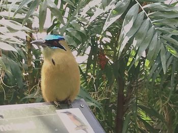 Bird perching on a plant