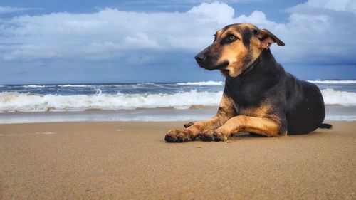 View of dog on beach