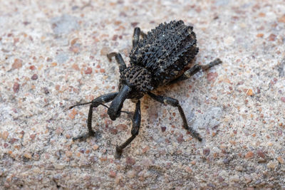 Close-up of insect