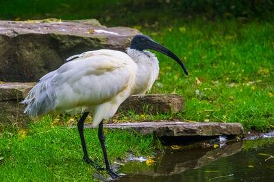 White bird perching on wood