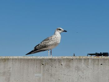 Low angle view of seagull perching on wall