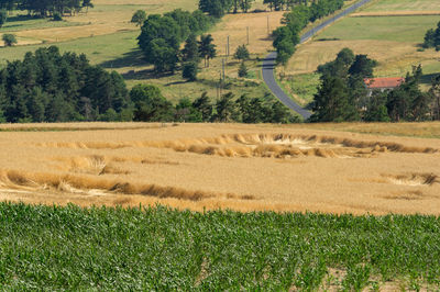 Scenic view of agricultural field