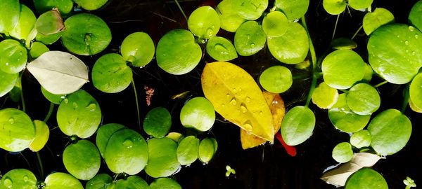 Full frame shot of wet leaves floating on water