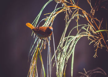 Close-up of insect on plant at night