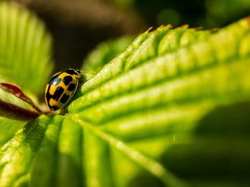 Close-up of ladybug on leaf