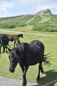 Horse standing in a field