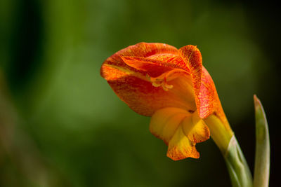 Close-up of orange rose flower