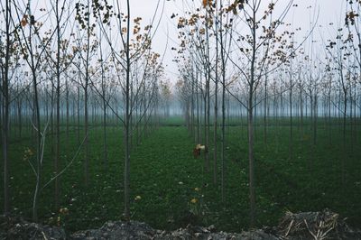 Trees growing on grassy field against sky during foggy weather