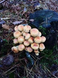 High angle view of mushrooms on field