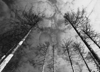 Low angle view of bare trees against sky during winter