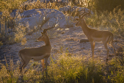 Deers standing on land