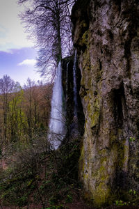 Low angle view of trees against sky in forest