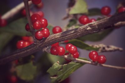 Close-up of red berries