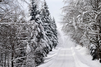 Snow covered trees in forest against sky