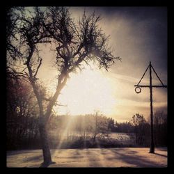 Bare trees at sunset